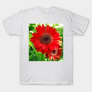 Giant Red Gerber Daisy Flower in the Garden T-Shirt